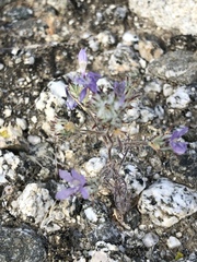 Eriastrum eremicum eremicum