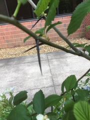 Crataegus harbisonii