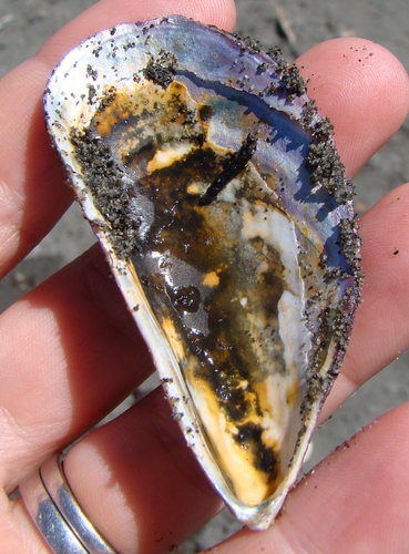 Aulacomya maoriana