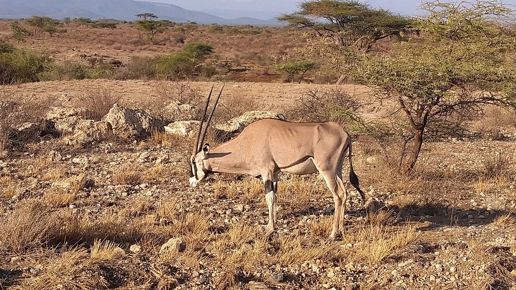 Beisa Beisa Oryx in November 2021 by Henrik Bjerresø · iNaturalist