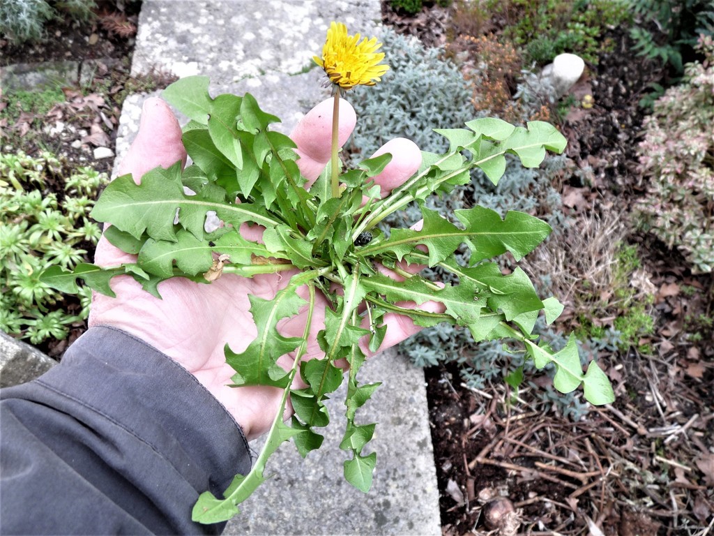 Dandelion