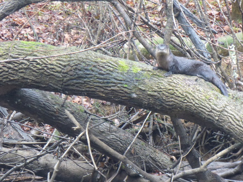 North American River Otter photographed in South Carolina
