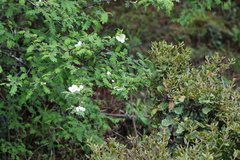 Rosa omeiensis