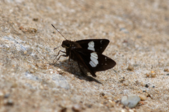 Notocrypta