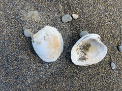 Retrotapes exalbidus