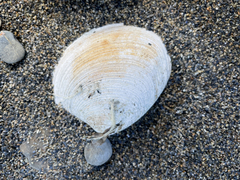 Retrotapes exalbidus