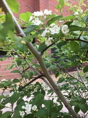 Crataegus harbisonii