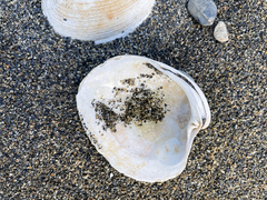 Retrotapes exalbidus