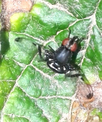 Acrostictella parallela