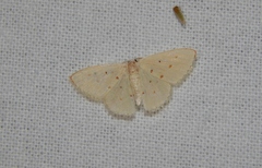 Comostolopsis stillata