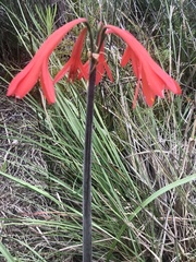 Cyrtanthus fergusoniae