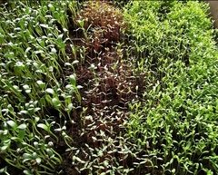 Trigonella foenum-graecum