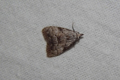 Mecothrix abyssinica