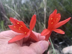 Cyrtanthus fergusoniae