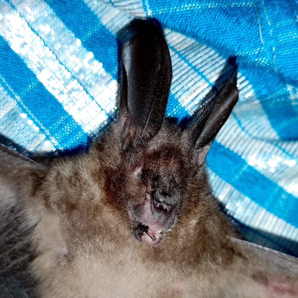 Javan Slit-faced Bat