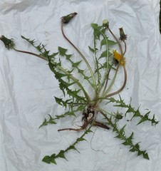 Taraxacum incisum