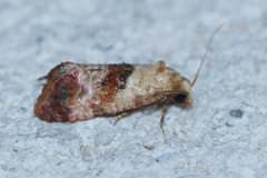 Neocochylis millierana