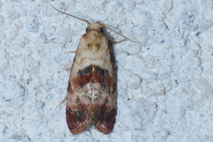 Neocochylis millierana