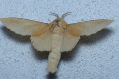 Phyllodesma suberifolia