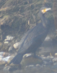 Phalacrocorax carbo