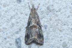 Euchromius cambridgei