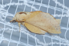 Phyllodesma suberifolia