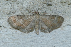 Eupithecia simpliciata