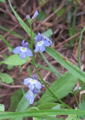 Lobelia berlandieri