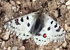 Parnassius