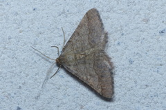 Isturgia murinaria