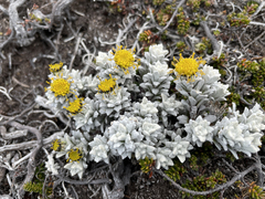 Senecio leucomallus