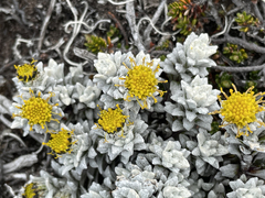Senecio leucomallus