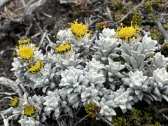 Senecio leucomallus