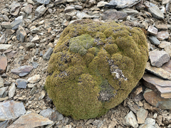 Bolax gummifera
