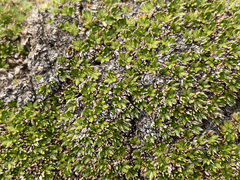 Bolax gummifera