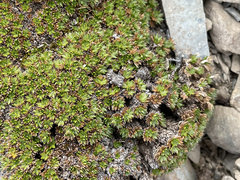 Bolax gummifera