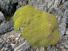 Bolax gummifera