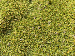 Bolax gummifera