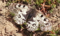 Parnassius
