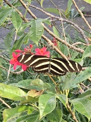 Heliconius charithonia