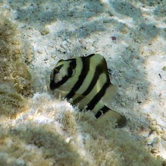 Amblypomacentrus annulatus