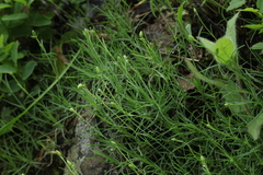 Cherleria circassica
