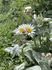 Senecio smithii