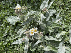 Senecio smithii