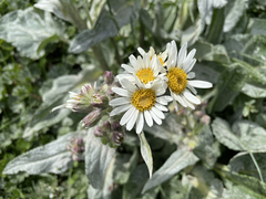 Senecio smithii