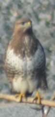 Buteo buteo