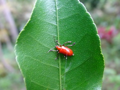 Lilioceris formosana