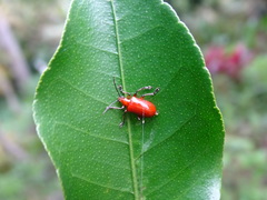 Lilioceris formosana