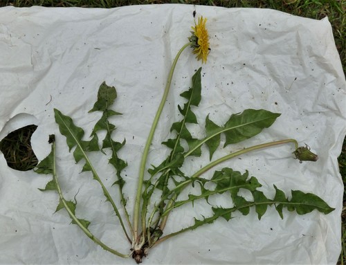 city dandelion (Taraxacum interveniens)