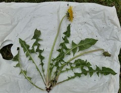 Taraxacum interveniens